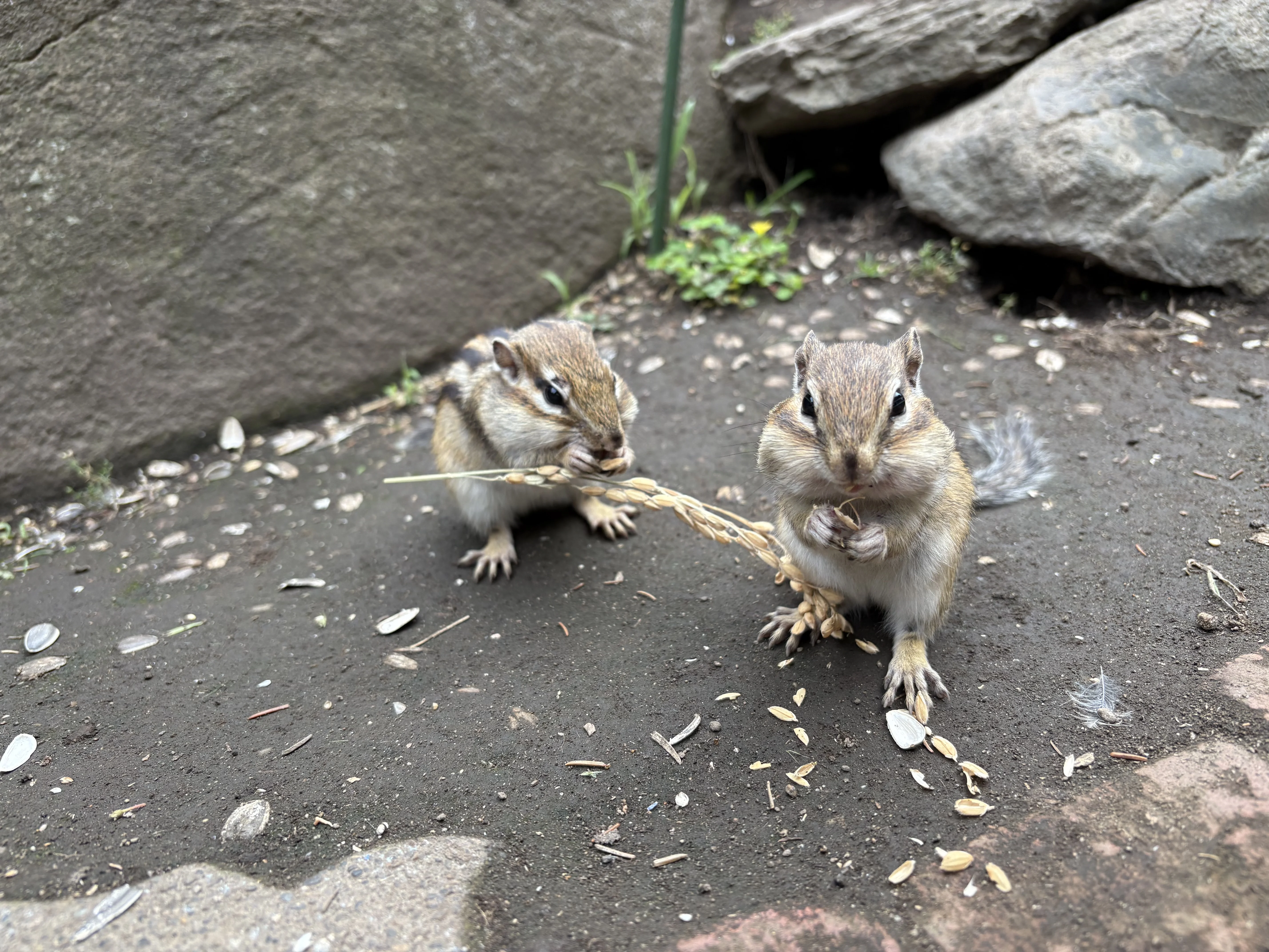 シマリス 2